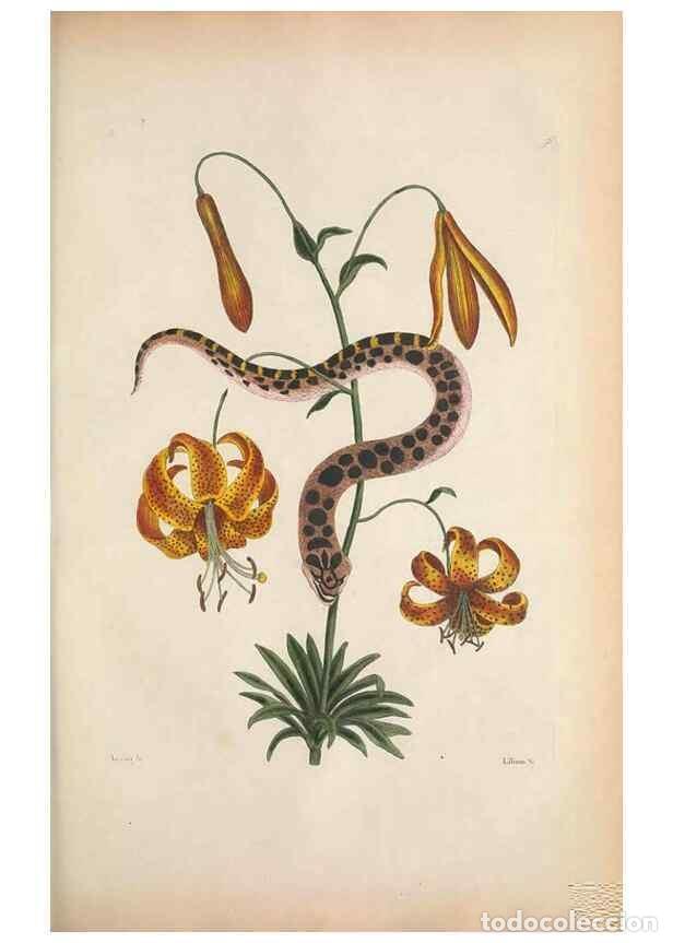 Collectionnisme de Revues et Journaux: Reproducci&oacute;n/Reproduction 49457188646: The natural history of Carolina, Florida, and the Bahama Isla