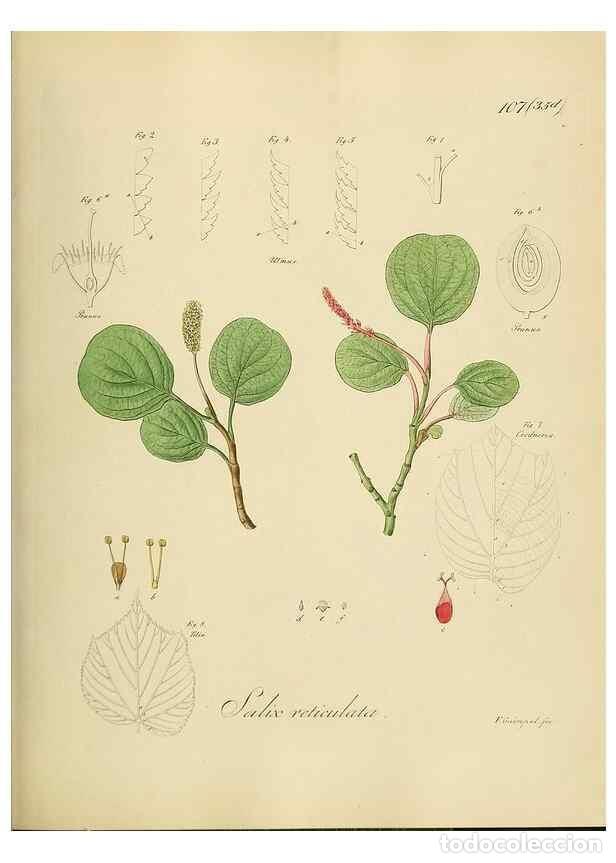 Collectionnisme de Revues et Journaux: Reproducci&oacute;n/Reproduction 49298702146: Vollst&auml;ndige Naturgeschichte der forstlichen Culturpflanzen D