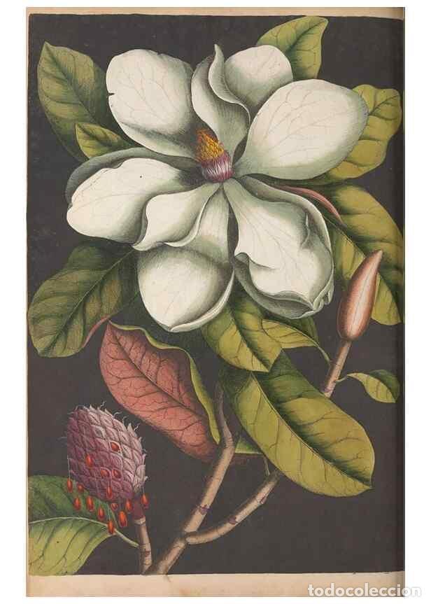 Collectionnisme de Revues et Journaux: Reproducci&oacute;n/Reproduction 49456717988: The natural history of Carolina, Florida, and the Bahama Isla