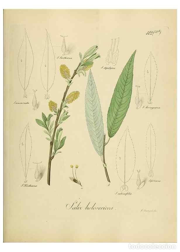 Collectionnisme de Revues et Journaux: Reproducci&oacute;n/Reproduction 49298218253: Vollst&auml;ndige Naturgeschichte der forstlichen Culturpflanzen D