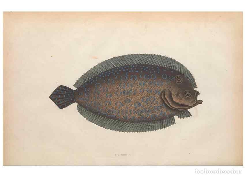 Collectionnisme de Revues et Journaux: Reproducci&oacute;n/Reproduction 49456708598: The natural history of Carolina, Florida, and the Bahama Isla