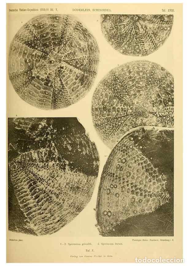 Collezionismo di Riviste e Giornali: Reproducci&oacute;n/Reproduction 49484878041: Wissenschaftliche Ergebnisse der Deutschen Tiefsee-Expedition