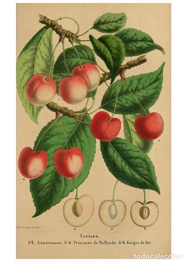 Collezionismo di Riviste e Giornali: Reproducci&oacute;n/Reproduction 49264288106: Belgique horticole.. Li&eacute;ge.. - Morren, Charles,