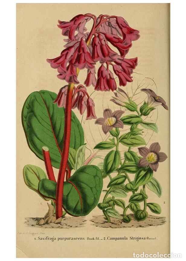 Collezionismo di Riviste e Giornali: Reproducci&oacute;n/Reproduction 49263814728: Belgique horticole.. Li&eacute;ge.. - Morren, Charles,