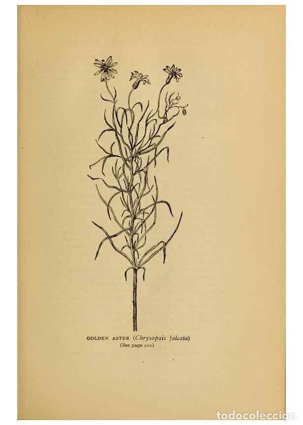 Collectionnisme de Revues et Journaux: Reproducci&oacute;n/Reproduction 49304197396: Harper's guide to wild flowers,. New York,Harper,1912.. - Cre