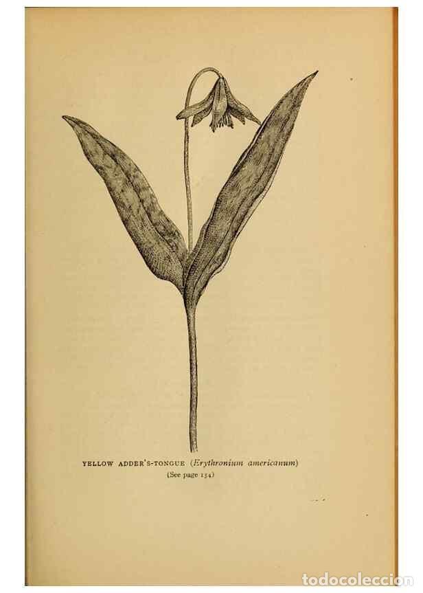 Collectionnisme de Revues et Journaux: Reproducci&oacute;n/Reproduction 49304403122: Harper's guide to wild flowers,. New York,Harper,1912.. - Cre
