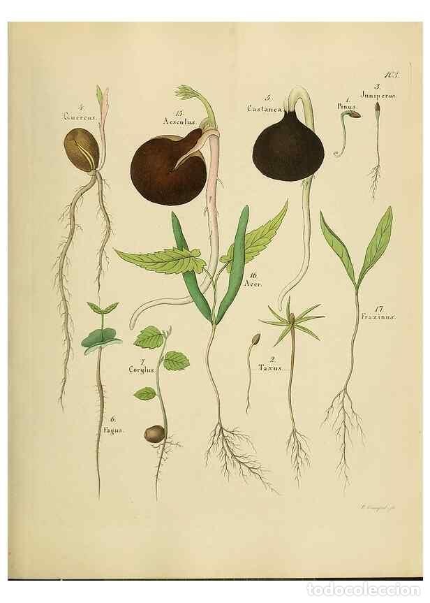 Sammeln von Zeitschriften und Zeitungen: Reproducci&oacute;n/Reproduction 49298904377: Vollst&auml;ndige Naturgeschichte der forstlichen Culturpflanzen D
