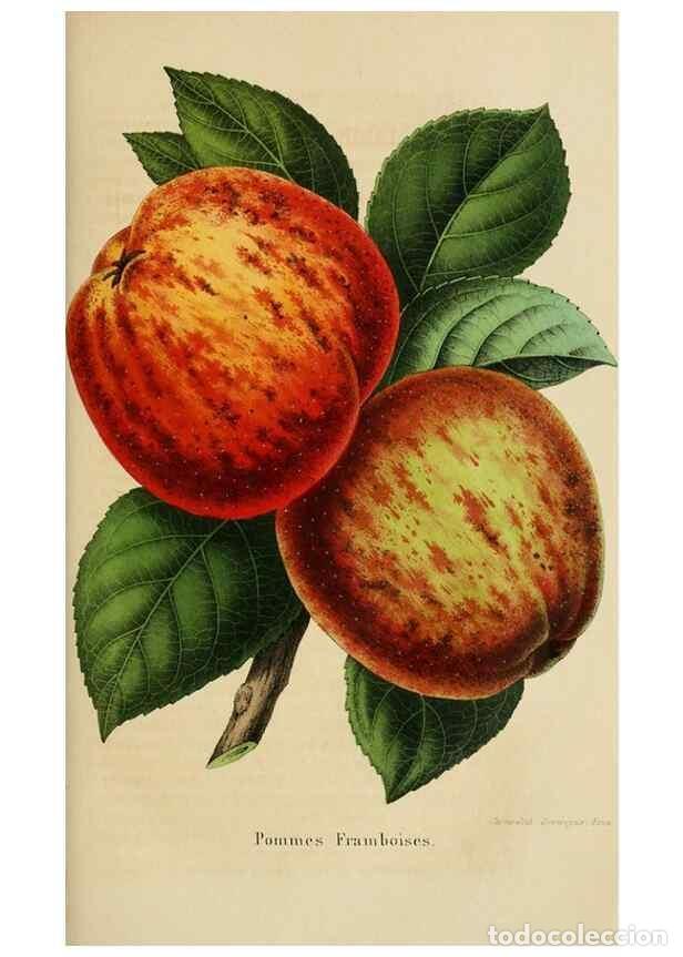 Sammeln von Zeitschriften und Zeitungen: Reproducci&oacute;n/Reproduction 49265269922: Belgique horticole.. Li&eacute;ge.. - Morren, Charles,