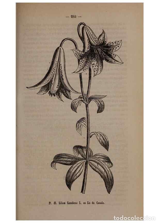 Sammeln von Zeitschriften und Zeitungen: Reproducci&oacute;n/Reproduction 49264294733: Belgique horticole.. Li&eacute;ge.. - Morren, Charles,