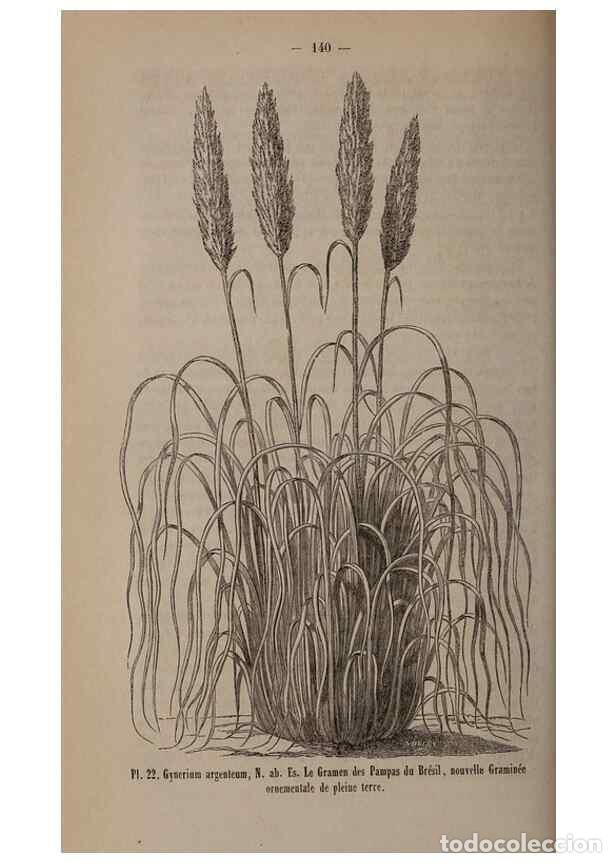 Colecionismo de Revistas e Jornais: Reproducci&oacute;n/Reproduction 49264289418: Belgique horticole.. Li&eacute;ge.. - Morren, Charles,