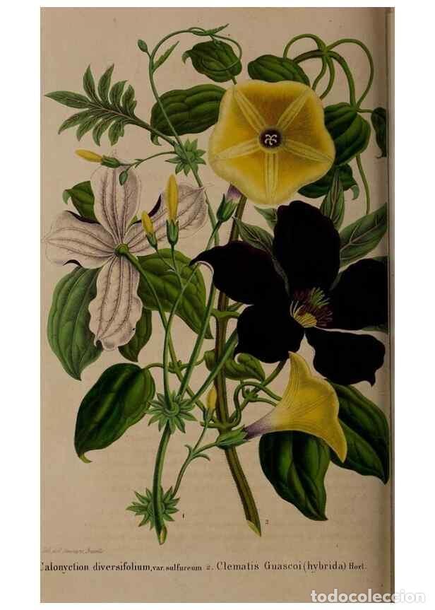 Colecionismo de Revistas e Jornais: Reproducci&oacute;n/Reproduction 49264755161: Belgique horticole.. Li&eacute;ge.. - Morren, Charles,