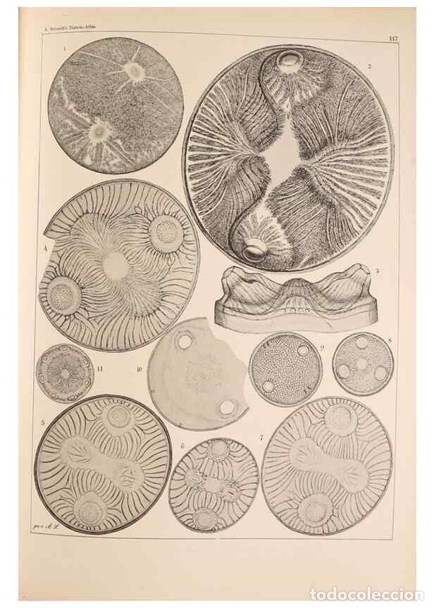 Colecionismo de Revistas e Jornais: Reproducci&oacute;n/Reproduction 49389335426: Atlas der Diatomaceen-Kunde /. Leipzig :O.R. Reisland,[1874-1