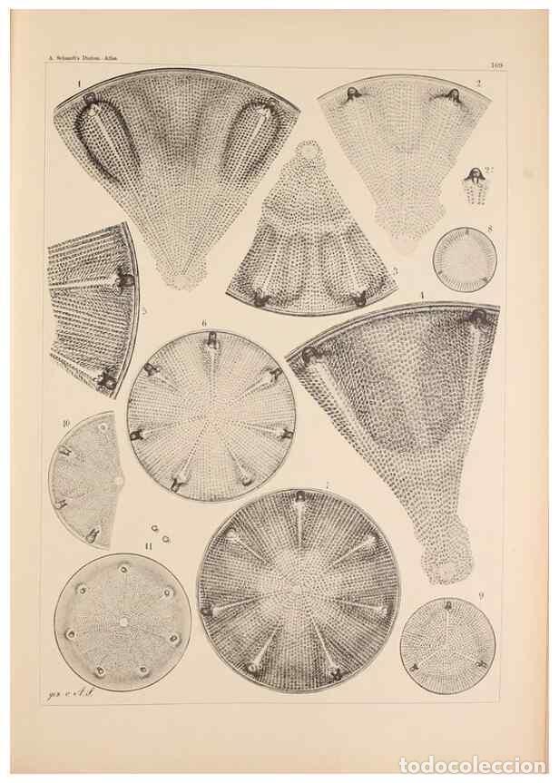 Colecionismo de Revistas e Jornais: Reproducci&oacute;n/Reproduction 49389397392: Atlas der Diatomaceen-Kunde /. Leipzig :O.R. Reisland,[1874-1