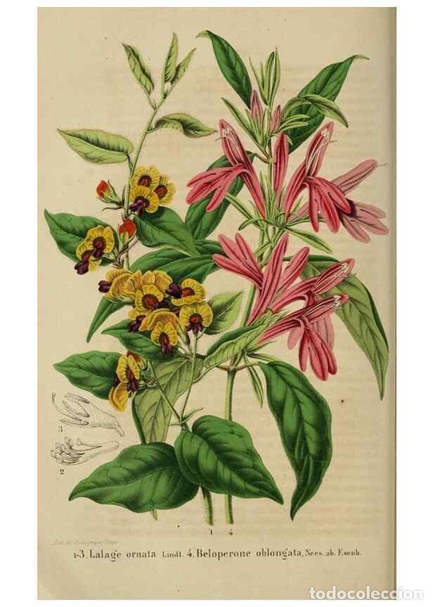 Collection Magazines and Newspapers: Reproducci&oacute;n/Reproduction 49264283636: Belgique horticole.. Li&eacute;ge.. - Morren, Charles,