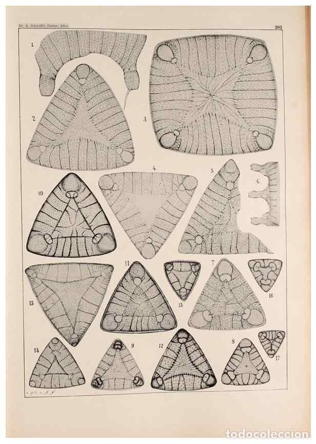 Collection Magazines and Newspapers: Reproducci&oacute;n/Reproduction 49385589836: Atlas der Diatomaceen-Kunde /. Leipzig :O.R. Reisland,[1874-1