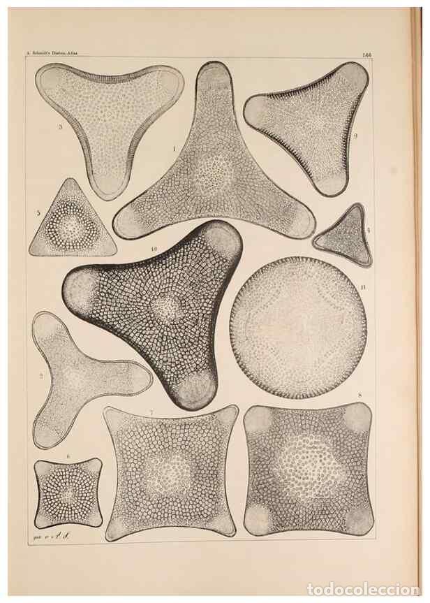 Collection Magazines and Newspapers: Reproducci&oacute;n/Reproduction 49386076882: Atlas der Diatomaceen-Kunde /. Leipzig :O.R. Reisland,[1874-1
