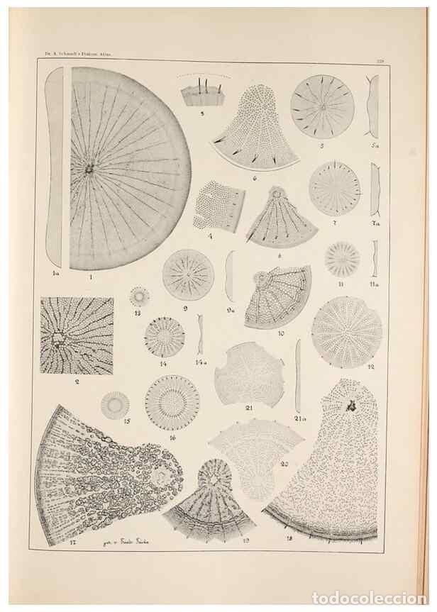 Collection Magazines and Newspapers: Reproducci&oacute;n/Reproduction 49385131868: Atlas der Diatomaceen-Kunde /. Leipzig :O.R. Reisland,[1874-1