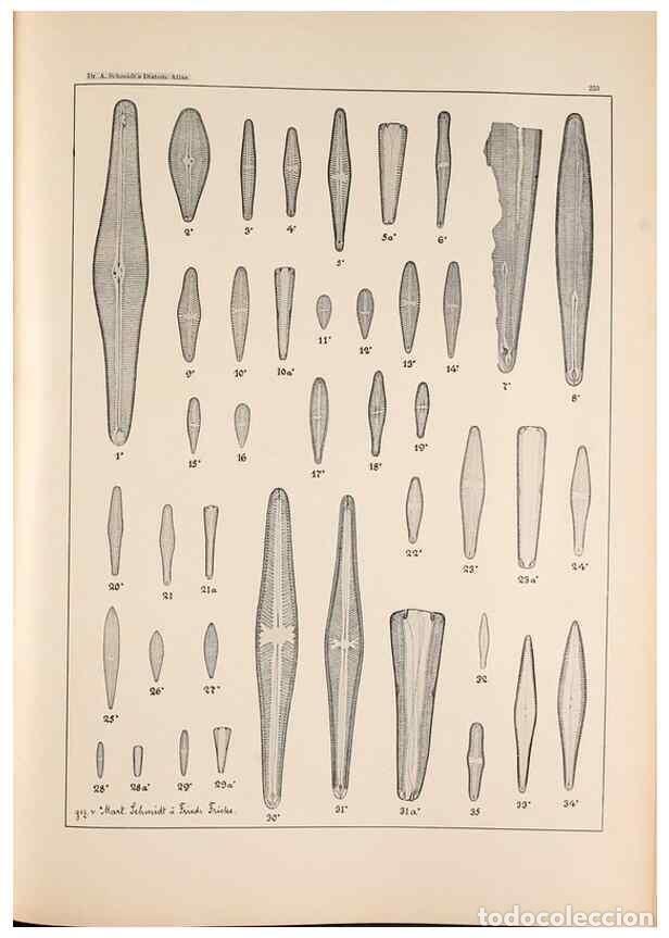 Collection Magazines and Newspapers: Reproducci&oacute;n/Reproduction 49385799387: Atlas der Diatomaceen-Kunde /. Leipzig :O.R. Reisland,[1874-1