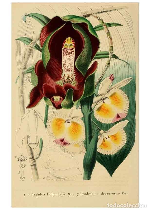 Collezionismo di Riviste e Giornali: Reproducci&oacute;n/Reproduction 49268985171: Belgique horticole.. Li&eacute;ge.. - Morren, Charles,