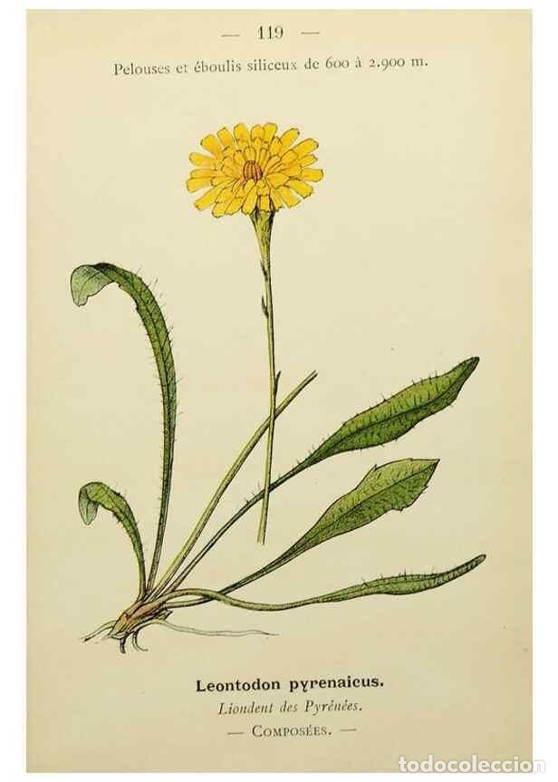 Collezionismo di Riviste e Giornali: Reproducci&oacute;n/Reproduction 49345548482: Nouvelle flore colori&eacute;e de poche des Alpes et des Pyr&eacute;n&eacute;es..