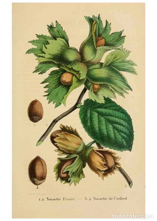 Collezionismo di Riviste e Giornali: Reproducci&oacute;n/Reproduction 49268525323: Belgique horticole.. Li&eacute;ge.. - Morren, Charles,