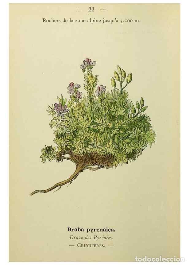 Collezionismo di Riviste e Giornali: Reproducci&oacute;n/Reproduction 49345609152: Nouvelle flore colori&eacute;e de poche des Alpes et des Pyr&eacute;n&eacute;es..