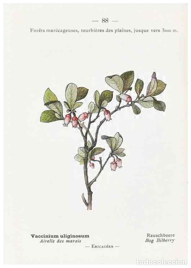 Collectionnisme de Revues et Journaux: Reproducci&oacute;n/Reproduction 49345081293: Nouvelle flore colori&eacute;e de poche des Alpes et des Pyr&eacute;n&eacute;es..