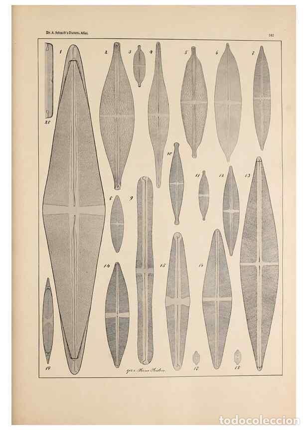 Collectionnisme de Revues et Journaux: Reproducci&oacute;n/Reproduction 49351963293: Atlas der Diatomaceen-Kunde /. Leipzig :O.R. Reisland,[1874-1