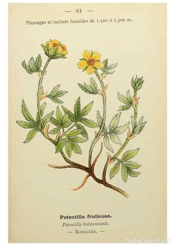 Collectionnisme de Revues et Journaux: Reproducci&oacute;n/Reproduction 49345418766: Nouvelle flore colori&eacute;e de poche des Alpes et des Pyr&eacute;n&eacute;es..