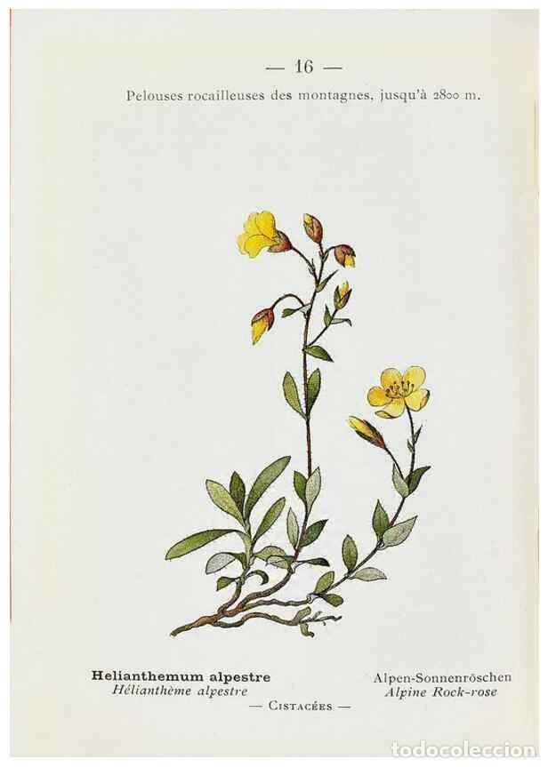 Collectionnisme de Revues et Journaux: Reproducci&oacute;n/Reproduction 49345499816: Nouvelle flore colori&eacute;e de poche des Alpes et des Pyr&eacute;n&eacute;es..