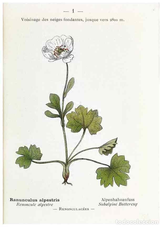 Collectionnisme de Revues et Journaux: Reproducci&oacute;n/Reproduction 49345033043: Nouvelle flore colori&eacute;e de poche des Alpes et des Pyr&eacute;n&eacute;es..