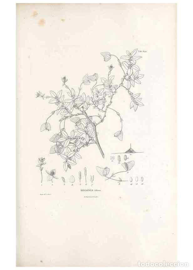 Collectionnisme de Revues et Journaux: Reproducci&oacute;n/Reproduction 49522060092: Nova genera et species plantarum :. Antverpiae :Ex officina C