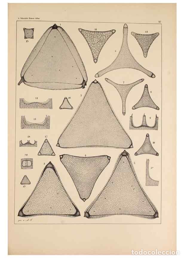 Collectionnisme de Revues et Journaux: Reproducci&oacute;n/Reproduction 49388857068: Atlas der Diatomaceen-Kunde /. Leipzig :O.R. Reisland,[1874-1