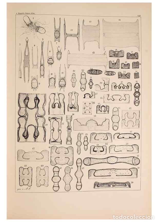 Colecionismo de Revistas e Jornais: Reproducci&oacute;n/Reproduction 49388870718: Atlas der Diatomaceen-Kunde /. Leipzig :O.R. Reisland,[1874-1