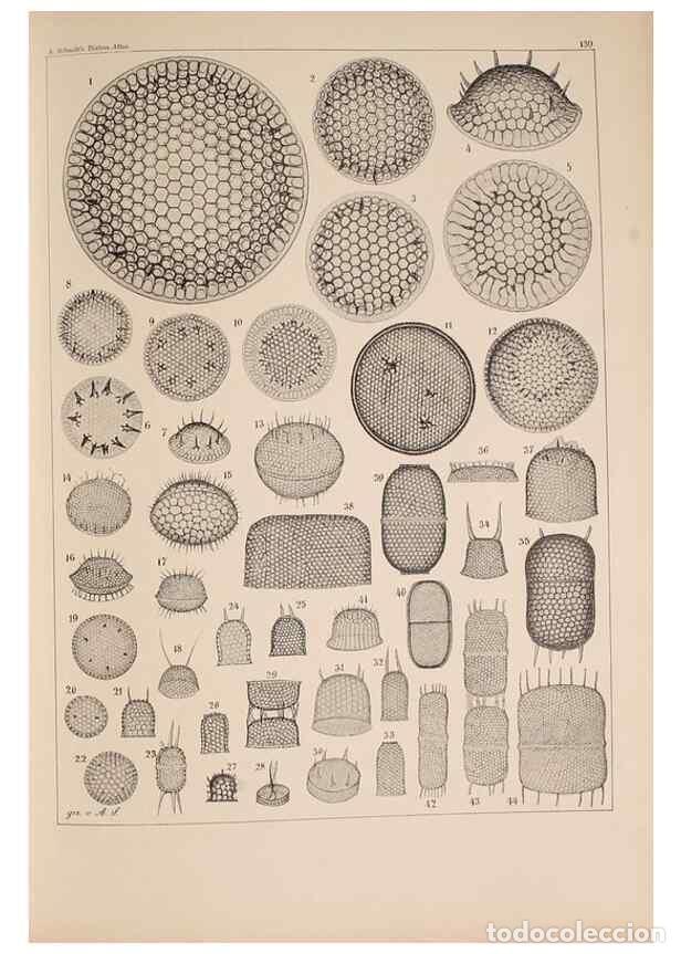 Colecionismo de Revistas e Jornais: Reproducci&oacute;n/Reproduction 49389538142: Atlas der Diatomaceen-Kunde /. Leipzig :O.R. Reisland,[1874-1