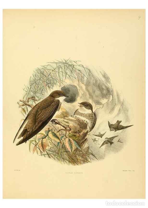 Colecionismo de Revistas e Jornais: Reproducci&oacute;n/Reproduction 49522623981: A monograph of the Hirundinidae or family of swallows. London
