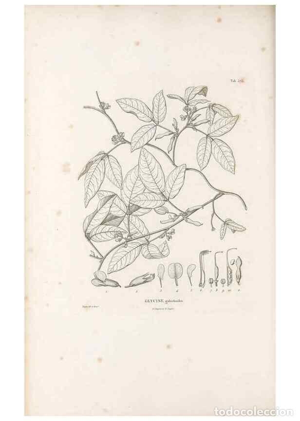 Collectionnisme de Revues et Journaux: Reproducci&oacute;n/Reproduction 49521785041: Nova genera et species plantarum :. Antverpiae :Ex officina C