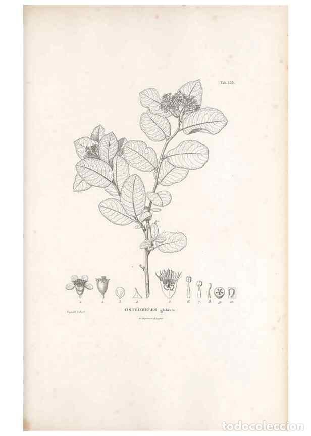 Collectionnisme de Revues et Journaux: Reproducci&oacute;n/Reproduction 49521253133: Nova genera et species plantarum :. Antverpiae :Ex officina C