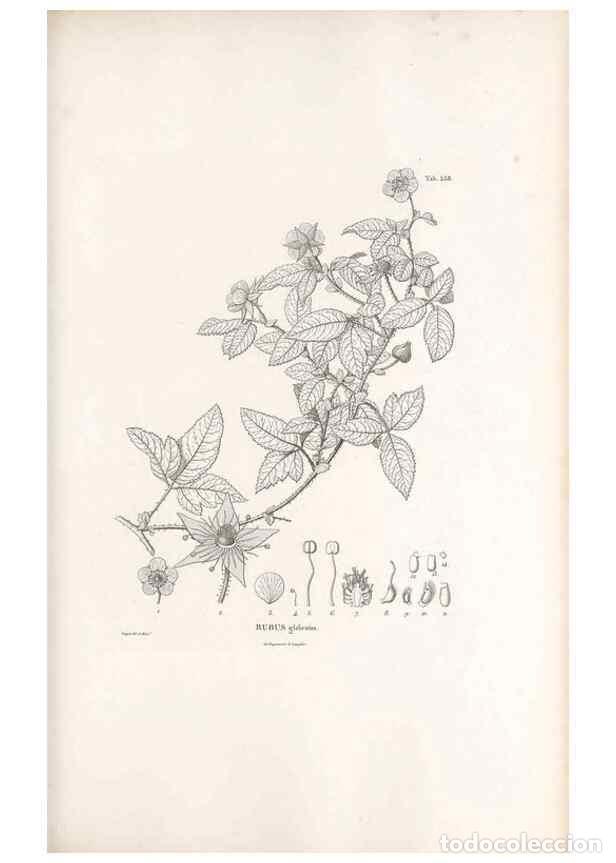 Collectionnisme de Revues et Journaux: Reproducci&oacute;n/Reproduction 49521990917: Nova genera et species plantarum :. Antverpiae :Ex officina C