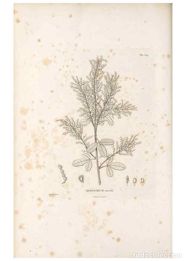 Collectionnisme de Revues et Journaux: Reproducci&oacute;n/Reproduction 49522005397: Nova genera et species plantarum :. Antverpiae :Ex officina C