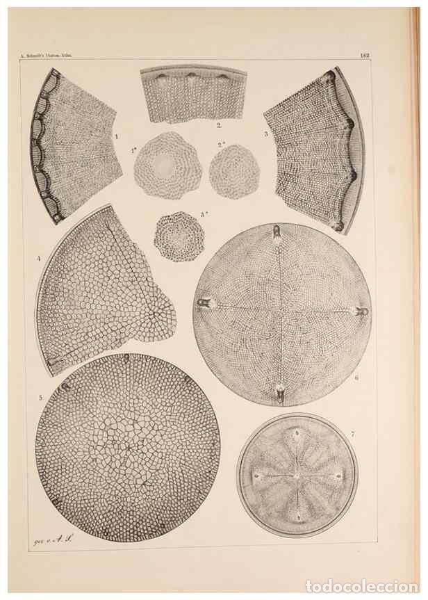 Collectionnisme de Revues et Journaux: Reproducci&oacute;n/Reproduction 49385878816: Atlas der Diatomaceen-Kunde /. Leipzig :O.R. Reisland,[1874-1