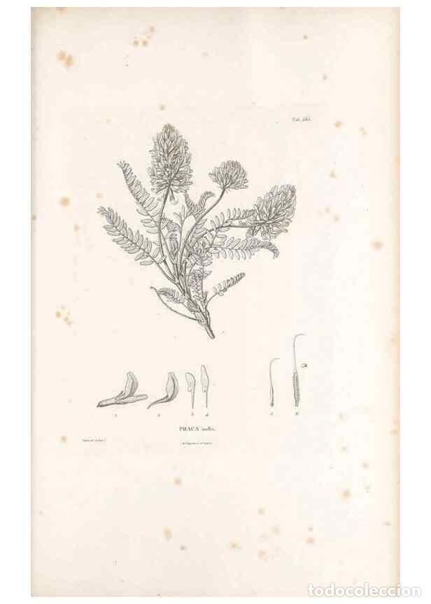 Collectionnisme de Revues et Journaux: Reproducci&oacute;n/Reproduction 49521789146: Nova genera et species plantarum :. Antverpiae :Ex officina C