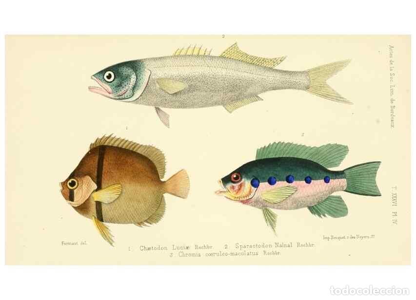 Collectionnisme de Revues et Journaux: Reproducci&oacute;n/Reproduction 49522969871: Faune de la S&eacute;n&eacute;gambie. Paris :O. Doin,1883-1887.. - Rochebru