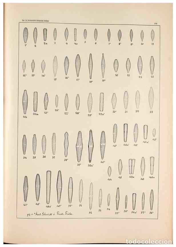 Collectionnisme de Revues et Journaux: Reproducci&oacute;n/Reproduction 49385600941: Atlas der Diatomaceen-Kunde /. Leipzig :O.R. Reisland,[1874-1