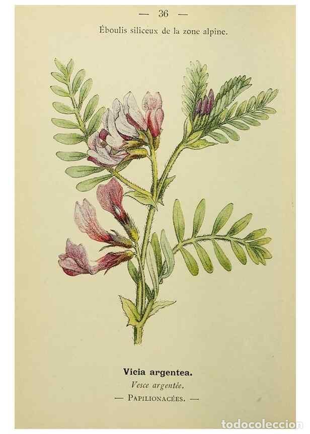 Collectionnisme de Revues et Journaux: Reproducci&oacute;n/Reproduction 49344940463: Nouvelle flore colori&eacute;e de poche des Alpes et des Pyr&eacute;n&eacute;es..