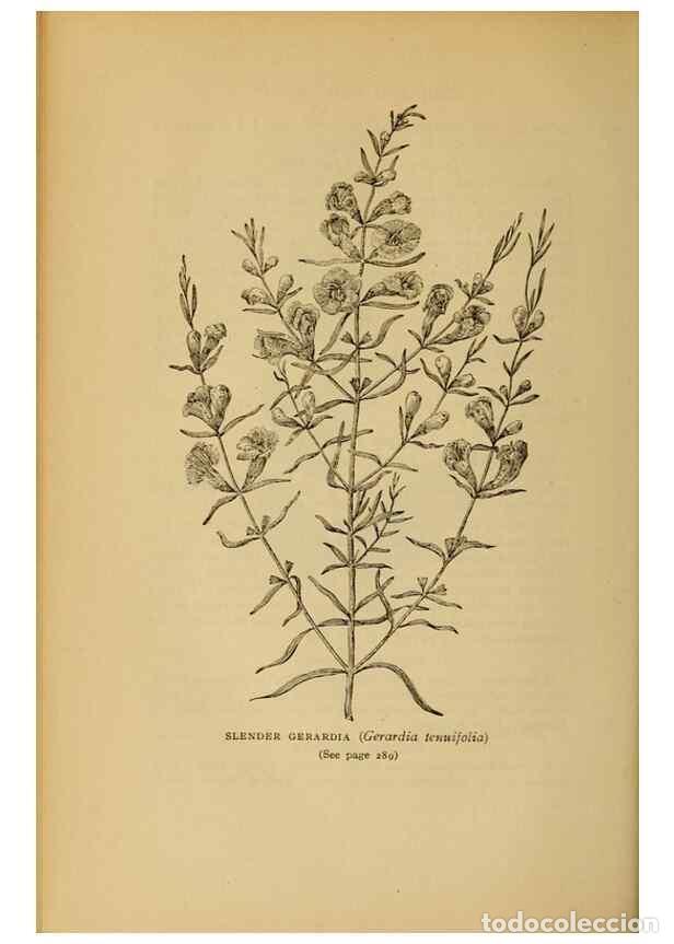 Collectionnisme de Revues et Journaux: Reproducci&oacute;n/Reproduction 49303717458: Harper's guide to wild flowers,. New York,Harper,1912.. - Cre