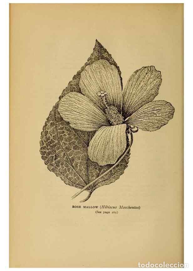 Collectionnisme de Revues et Journaux: Reproducci&oacute;n/Reproduction 49304412962: Harper's guide to wild flowers,. New York,Harper,1912.. - Cre