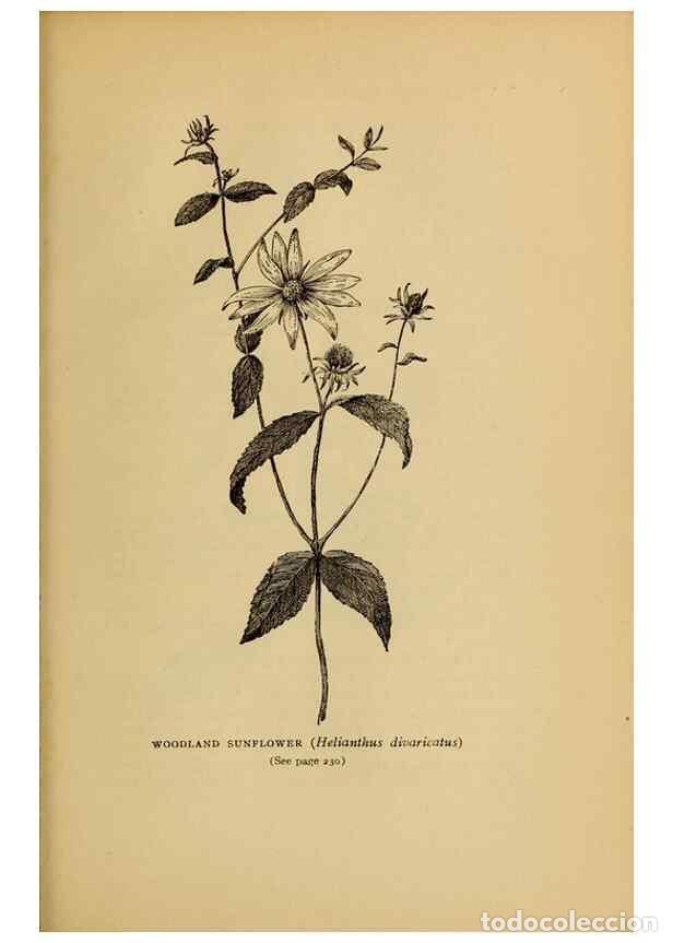 Collectionnisme de Revues et Journaux: Reproducci&oacute;n/Reproduction 49304409657: Harper's guide to wild flowers,. New York,Harper,1912.. - Cre