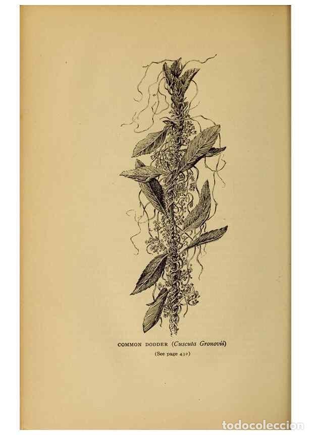 Collectionnisme de Revues et Journaux: Reproducci&oacute;n/Reproduction 49304433562: Harper's guide to wild flowers,. New York,Harper,1912.. - Cre