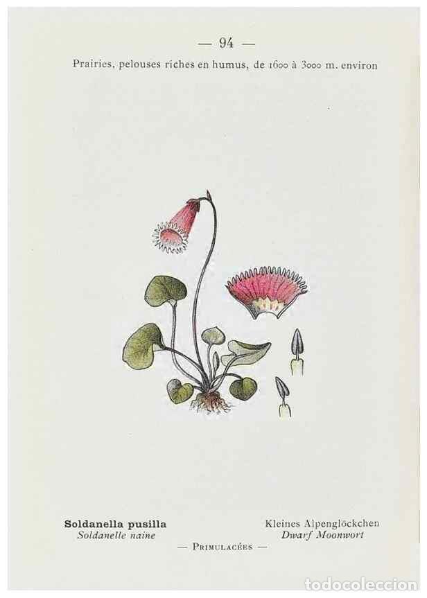 Collectionnisme de Revues et Journaux: Reproducci&oacute;n/Reproduction 49345756477: Nouvelle flore colori&eacute;e de poche des Alpes et des Pyr&eacute;n&eacute;es..